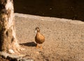 Just Ducky Royalty Free Stock Photo