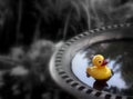 `Just Ducky`  Yellow duck in bird bath Royalty Free Stock Photo