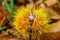 Just fallen down chestnuts in their hedgehog Royalty Free Stock Photo