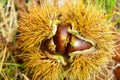 Just fallen down chestnuts in their hedgehog Royalty Free Stock Photo