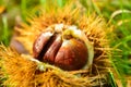 Just fallen down chestnuts in their hedgehog Royalty Free Stock Photo