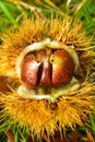 Just fallen down chestnuts in their hedgehog Royalty Free Stock Photo