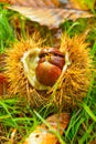 Just fallen down chestnuts in their hedgehog Royalty Free Stock Photo