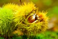 Just fallen down chestnuts in their hedgehog Royalty Free Stock Photo