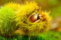 Just fallen down chestnuts in their hedgehog Royalty Free Stock Photo