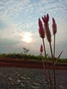 Just flower on rock Royalty Free Stock Photo