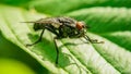 Just a fly, macro photo Royalty Free Stock Photo