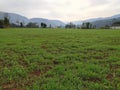 Beautiful field of in village with small wheat plants Royalty Free Stock Photo