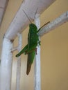 Just hang in there! Grasshopper! Royalty Free Stock Photo