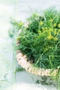 Just harvested bunch of fresh dills in bowl on green towel on wooden table in summer time, cut dill leaves for flavouring food