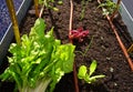 Just harvested chards in an orchard Royalty Free Stock Photo