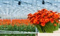 Just harvested orange colored Gerbera flowers in a Dutch flower