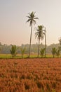 Just harvested paddy field in rural countryside area during sunrise