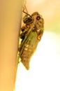 Just hatched adult Cicada in NYS FingerLakes Royalty Free Stock Photo