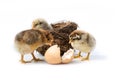 Just hatched chicken and Easter eggs isolated on white background. Royalty Free Stock Photo