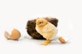 Just hatched chicken and Easter eggs isolated on white background. Royalty Free Stock Photo