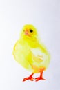 Just a hatched chicken, a yellow chick. The kid is small. Easter