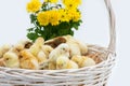 Just hatched chicks in their nest in a basket. Selective focus, copy space