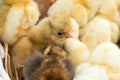 Just hatched chicks in their nest in a basket. Selective focus, copy space