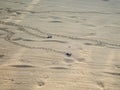 Just hatched green baby turtles rush to the sea - 6