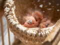 Just hatched three blind canary chicks from an egg in the nest. Spring replenishment in the family. Breeding of songbirds at home