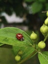 Just ladybug laying at the leaf Royalty Free Stock Photo