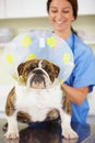 Just laugh...I dare you.a vet attaching a cone to the neck of a large bulldog. Royalty Free Stock Photo