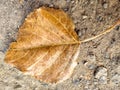 Just Leaf me alone Royalty Free Stock Photo