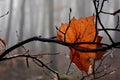 Just a leaf ... a memory from last fall