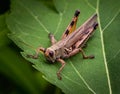 A brown grasshopper rests on a leaf in an early morning meadow Royalty Free Stock Photo