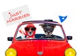 Just married dogs Royalty Free Stock Photo