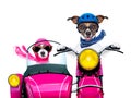 Just married dogs Royalty Free Stock Photo