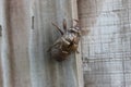 Just metamorphosed cicada Royalty Free Stock Photo