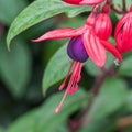 Just One Fuchsia