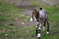 Just one walking puppy goat with hanging ears. Royalty Free Stock Photo