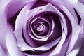 Just opened purple rose