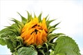 Sunflower,just opening with green leaves against a cloudy sky Royalty Free Stock Photo