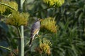 Yellow Throated Miner perched, ready to eat Royalty Free Stock Photo