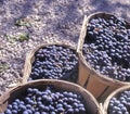 Just picked blue grapes at the harvest Royalty Free Stock Photo