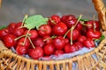 Just Picked Cherries Royalty Free Stock Photo