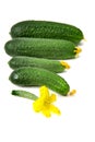 Just picked cucumbers on white background Royalty Free Stock Photo