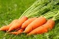 Just picked fresh organic carrots Royalty Free Stock Photo