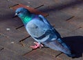 Just a Pidgeon Royalty Free Stock Photo