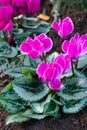 Just planted bright magenta colored cyclamen flowers with green leaves in the ground.Decoration flowerbed in the park by planting Royalty Free Stock Photo