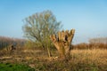 Just pruned old pollard willow tree in a nature reserve