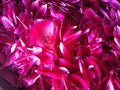 Just red pinky peony petals in abstrakt