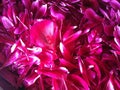 Just red pinky peony petals in abstrakt Royalty Free Stock Photo