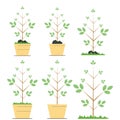 Just set of vector illustration of trees. Bundle of colorful trees with pot, grass, and stone