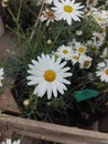 Just some marguerites/daisy flowers & x28;?
