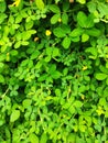 just some random powerful green leaves for background or wallpaper